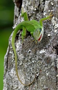 Anolis carolinensis - Carolina anole 7 Male_DxO.jpg