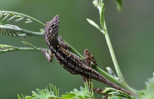 Anolis sagrei - Brown Anole 6_DxO_DxO.jpg