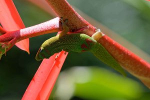 Phelsuma laticauda 4b_DxO.jpg