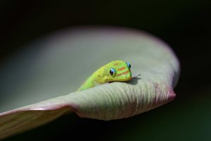 Phelsuma laticauda 5_DxO.jpg