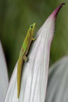 Phelsuma laticauda 7_DxO.jpg