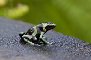 Dendrobates auratus 4_DxO.jpg