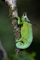 Trioceros jacksonii - Jackson's chameleon 4_DxO.jpg