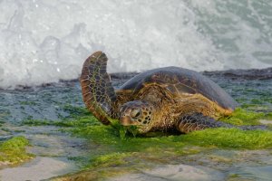 Chelonia mydas - Green sea turtle 3_DxO_DxO.jpg