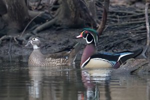 Wood Duck (pair-spring) 101.jpg