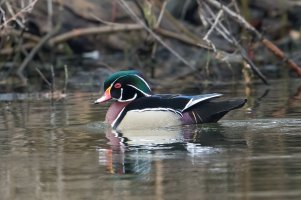 Wood Duck (male-spring) 102.jpg