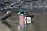 Wood Duck (male-spring) 104.jpg