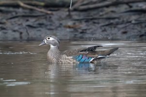 Wood Duck (female-spring) 103.jpg