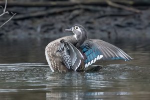 Wood Duck (female-spring) 104.jpg