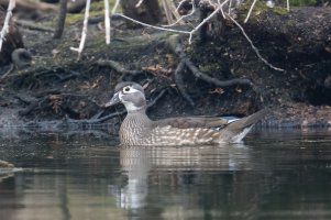 Wood Duck (female-spring) 107.jpg