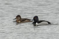 Ring-necked Duck (pair-spring) 100.jpg