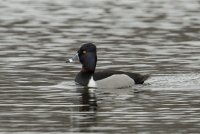 Ring-necked Duck (male-spring) 100.jpg