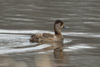 Ring-necked Duck (female-spring) 105.jpg