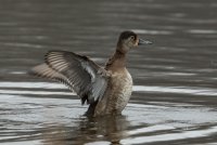 Ring-necked Duck (female-spring) 106.jpg