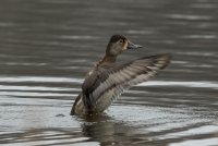 Ring-necked Duck (female-spring) 107.jpg
