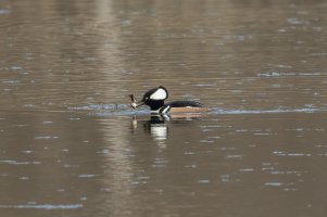 Hooded Merganser (male-spring) 101.jpg