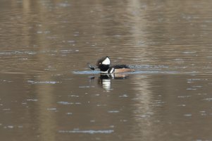 Hooded Merganser (male-spring) 103.jpg
