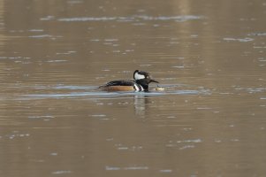 Hooded Merganser (male-spring) 107.jpg