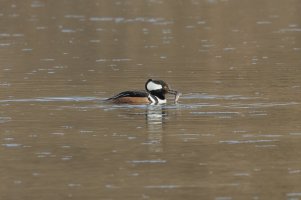 Hooded Merganser (male-spring) 108.jpg