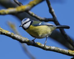 DSC_7086-DxO_bluetit+fly.jpg