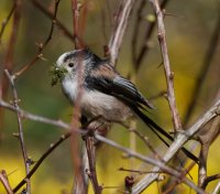 DSC_7112-DxO_longtailed-tit_nest_building.jpg