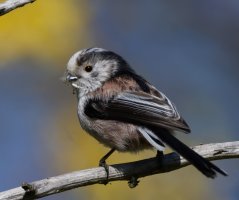 DSC_7318-DxO_longtailed_tit_with_spiders_web vvg.jpg
