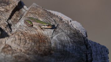 Boreal chorus tree frog_14334.JPG