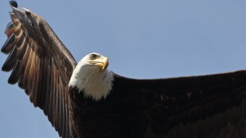 Bald eagle_18250.JPG