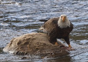 BaldEagle4365NewWeb.jpg