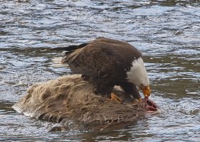 BaldEagle4356NewWeb.jpg