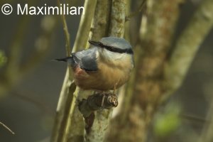 Nuthatch.JPG