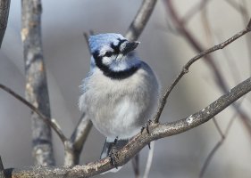 BlueJay7331PhzWeb.jpg