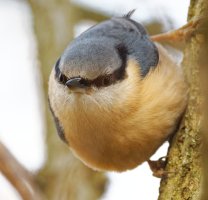 DSC_1507-DxO_nuthatch_close_crop_cv.jpg
