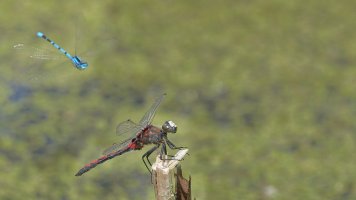 Dragon and Damsel_s_4827.JPG