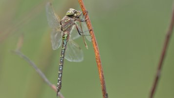 Cannibal Dragonfly_s_6208.JPG
