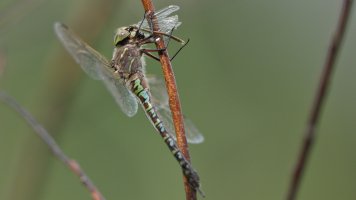 Cannibal Dragonfly_s_6211.JPG