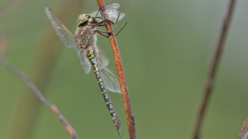 Cannibal Dragonfly_s_6212.JPG