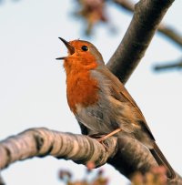 DSC_7529-DxO_robin_singing.jpg