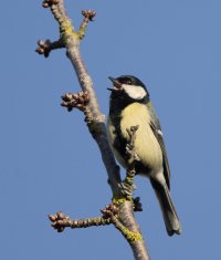 DSC_1756_great_tit_singing_NN.jpg