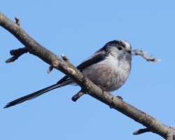 DSC_7699-DxO_longtailed_tit_bashing_feather_vg.jpg