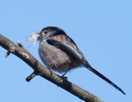 DSC_7707-DxO_longtailed_tit_bashing_feather.jpg