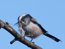 DSC_7726-DxO_longtailed_tit_bashing_feather_vs.jpg