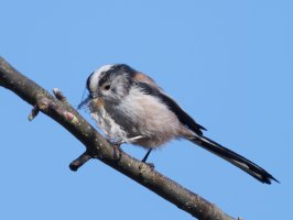 DSC_7730-DxO_longtailed_tit_bashing_feather_vs.jpg