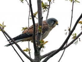 DSC_7880-DxO_male_kestrel_Auto.jpg