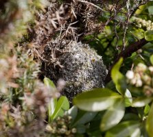 2B4A3172-DxO_longtailed_tit_nest.jpg