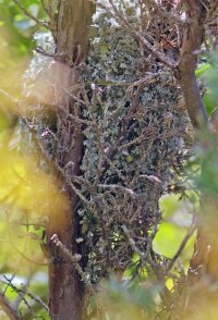 3Q7A2457-DxO_longtailed_tit_nest.jpg