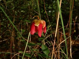 Parrot Pitcherplant blossom (Sarracenia psittacina) 1 resized 2.JPG