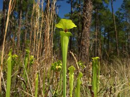 Yellow Pitcherplant (Sarracenia flava) 3 resized 2.JPG