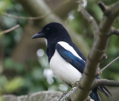 DSC_7738-DxO_magpie.jpg