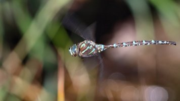 Dragon Fly Wells Gray_s_0424.JPG